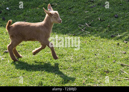 Goldene Guernsey Ziege Stockfoto