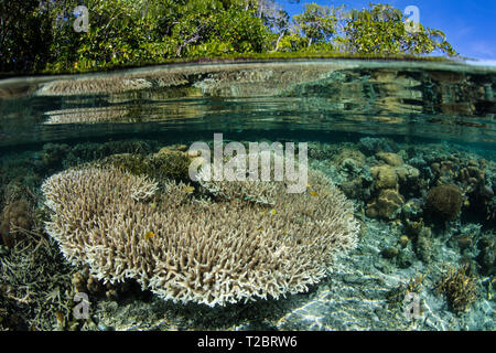 Ein wunderschönes Korallenriff lebt im flachen Wasser in Raja Ampat, Indonesien. Dieser tropischen Region ist für seine spektakuläre marine Artenvielfalt bekannt. Stockfoto