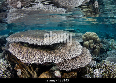 Ein wunderschönes Korallenriff lebt im flachen Wasser in Raja Ampat, Indonesien. Dieser tropischen Region ist für seine spektakuläre marine Artenvielfalt bekannt. Stockfoto