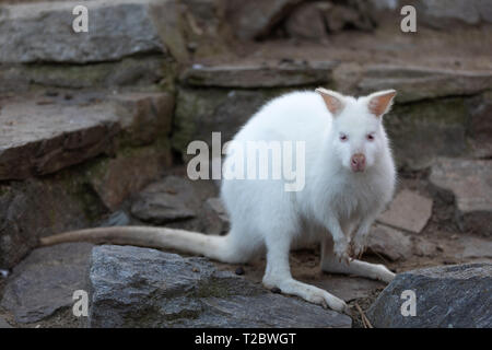 Nahaufnahme von einem Red-necked Wallaby white Albino weiblich, Känguru (Macropus Rufogriseus) Stockfoto