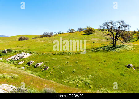 Kalifornien Eiche Wald Blumen Stockfoto