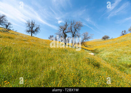 Kalifornien Eiche Wald Blumen Stockfoto