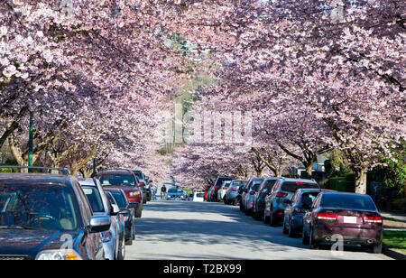 Straße gefüllt mit Kirschblüten in der Metro Vancouver (Burnaby, BC, Kanada. Stockfoto