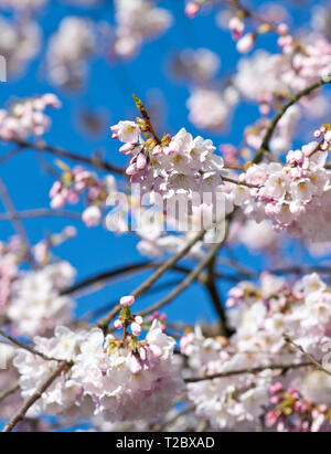 Nahaufnahme von rosa akebono Kirschblüten auf Äste vor blauem Himmel in der Metro Vancouver, Kanada. Stockfoto