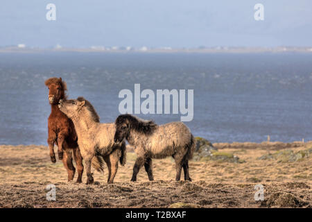 Islandpferde, Stokksnes, Hornafjördur, Johannesburg, South Island, Island, Europa Stockfoto