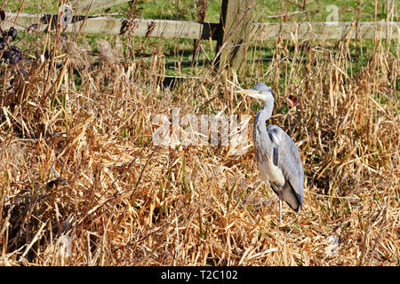 Graureiher (Ardea cinerea), ruht in getrockneten langen Gras neben Rochdale Canal, Mytholmroyd Stockfoto