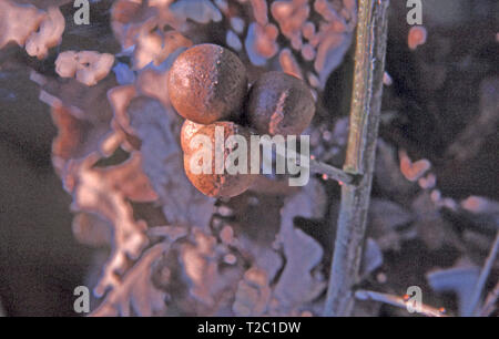 Marmor Gall (ANDRICUS KOLLARI) auf Eiche Stockfoto