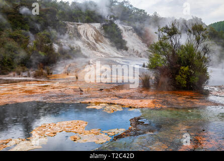 Dampfende Orakei Korako geothermische Gebiet am Ufer des Waikato River, Taupo Volcanic Zone, Nordinsel von Neuseeland Stockfoto