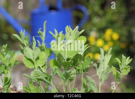 Lathyrus odoratus. Pflanzung süßer Erbsensämlinge im Frühjahr. VEREINIGTES KÖNIGREICH Stockfoto