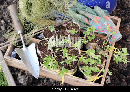 Süße Erbsensämlinge. Pflanzen Sie im Herbst süsse Erbsen - Lathyrus odoratus - im Frühjahr aus. VEREINIGTES KÖNIGREICH Stockfoto