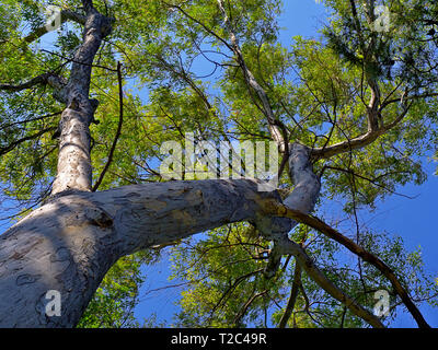 Auf der Suche nach hohen Baum Stamm und Zweigen, gegen den blauen Himmel Stockfoto