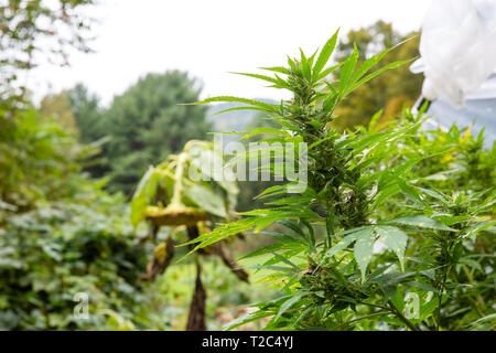 Rechtliche Marihuana im Freien wachsen. Große Knospe zur Ernte bereit. Cannabis Serie vom Samen zum Verkauf Stockfoto