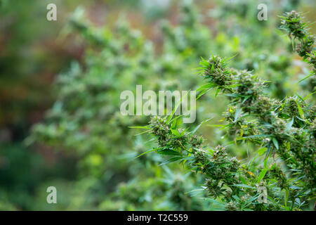 Rechtliche Marihuana im Freien wachsen. Großen Teil getrimmt Knospen fast zur Ernte bereit. Cannabis Serie vom Samen zum Verkauf Stockfoto