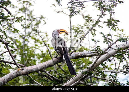 Porträt von einem gelb-billed Hornbill (Tockus Flavirostris), Südafrika Stockfoto