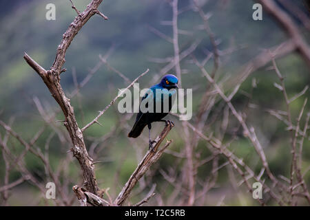 Kap glossy Starling (Lamprotornis nitens) blaue Vogel mit gelbem Auge im Bush mit leuchtend grünen Hintergrund thront Stockfoto