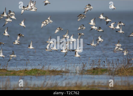 Sanderling, Calidris alba, Herde im Flug, über Morecambe Bay, Lancashire, Großbritannien Stockfoto