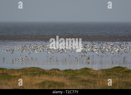 Sanderling, Calidris alba, Herde im Flug, über Morecambe Bay, Lancashire, Großbritannien Stockfoto