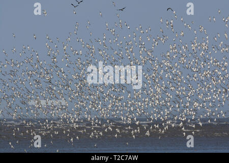 Sanderling, Calidris alba, Herde im Flug, über Morecambe Bay, Lancashire, Großbritannien Stockfoto