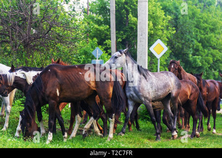 Herde Pferde grasen im Frühjahr oder Sommer Stockfoto