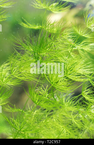 Nahaufnahme der Süßwasser-Anlage. Ceratophyllum demersum. Stockfoto