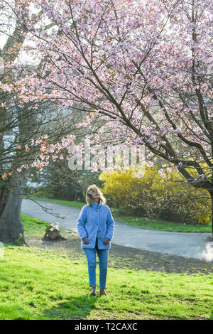 Brighton, UK. 1 Apr, 2019. Eine Frau genießt einen Spaziergang unter den schönen Frühling Blüte in Queens Park Brighton an einem sonnigen, aber kalten Morgen. Das Wetter Prognose drastisch nach unten in Großbritannien mit Gewitter und Regen durch Teile des Landes in den nächsten Tagen Gutschrift zu beeinflussen: Simon Dack/Alamy Live News cool Stockfoto