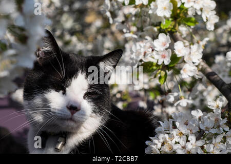 London, Großbritannien. 1 Apr, 2019. Roly die Katze aalt sich in der Sonne in einem hellen Frühling Tag in der Hauptstadt. (C) Kredite: Paul Swinney/Alamy leben Nachrichten Stockfoto