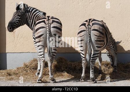 29. März 2019, Bayern, München: Zwei Zebras im Freigehege im Kronebau des Circus Krone. Foto: Marie Reichenbach/dpa Stockfoto