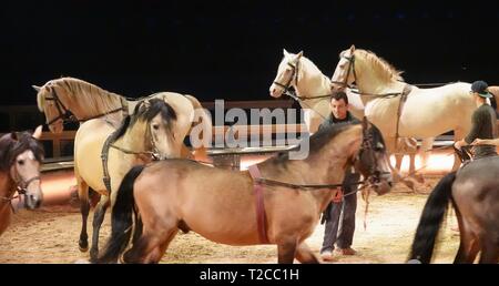 29. März 2019, Bayern, München: ein Zirkus Mitarbeiter Züge mit Pferden in der Tour Zelt. Foto: Marie Reichenbach/dpa Stockfoto