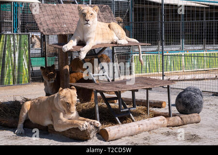 29. März 2019, Bayern, München: Lions aus dem Circus Krone liegen im Aussengehege. Foto: Sven Hoppe/dpa Stockfoto