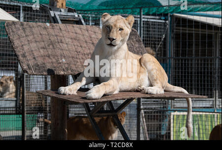 29. März 2019, Bayern, München: Lions aus dem Circus Krone liegen im Aussengehege. Foto: Sven Hoppe/dpa Stockfoto