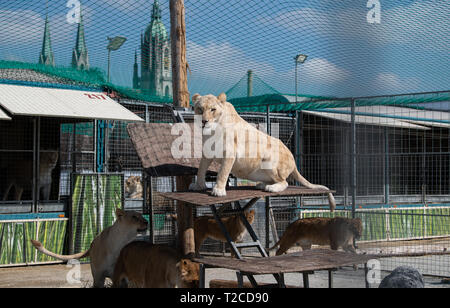 29. März 2019, Bayern, München: Lions aus dem Circus Krone liegen im Aussengehege. Foto: Sven Hoppe/dpa Stockfoto