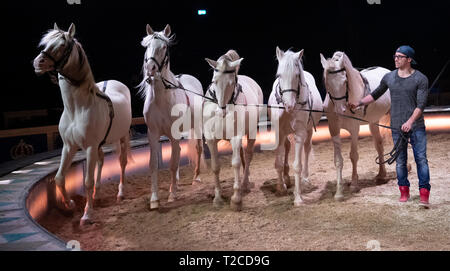 29. März 2019, Bayern, München: ein Zirkus Mitarbeiter Züge mit Pferden in der Tour Zelt. Foto: Sven Hoppe/dpa Stockfoto