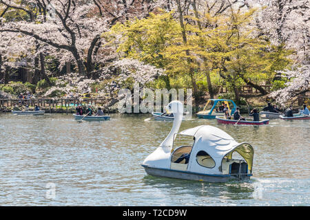 Tokio, Japan. Der 1. April 2019. Kirschblüten in voller Blüte im Inokashira Park. Besucher genießen Hanami (Kirschblüten) von Booten. Hier ist für die japanischen Top 100 Cherry Blossom anzeigen Standorte ausgewählt. Quelle: Welt Discovery/Alamy leben Nachrichten Stockfoto