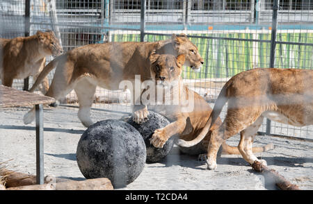 29. März 2019, Bayern, München: Lions aus dem Circus Krone liegen im Aussengehege. Foto: Sven Hoppe/dpa Stockfoto