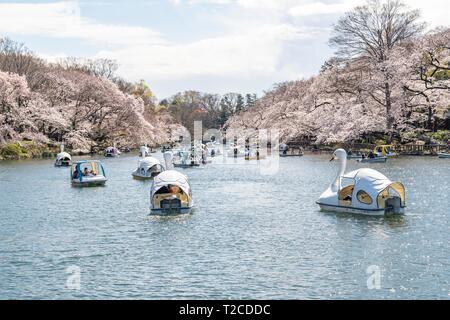 Tokio, Japan. Der 1. April 2019. Kirschblüten in voller Blüte im Inokashira Park. Besucher genießen Hanami (Kirschblüten) von Booten. Hier ist für die japanischen Top 100 Cherry Blossom anzeigen Standorte ausgewählt. Quelle: Welt Discovery/Alamy leben Nachrichten Stockfoto