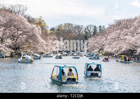 Tokio, Japan. Der 1. April 2019. Kirschblüten in voller Blüte im Inokashira Park. Besucher genießen Hanami (Kirschblüten) von Booten. Hier ist für die japanischen Top 100 Cherry Blossom anzeigen Standorte ausgewählt. Quelle: Welt Discovery/Alamy leben Nachrichten Stockfoto