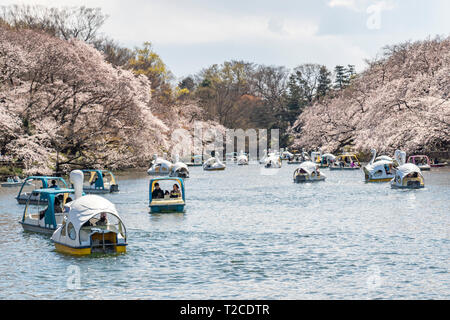 Tokio, Japan. Der 1. April 2019. Kirschblüten in voller Blüte im Inokashira Park. Besucher genießen Hanami (Kirschblüten) von Booten. Hier ist für die japanischen Top 100 Cherry Blossom anzeigen Standorte ausgewählt. Quelle: Welt Discovery/Alamy leben Nachrichten Stockfoto