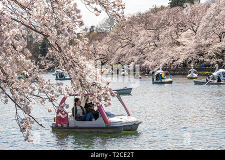 Tokio, Japan. Der 1. April 2019. Kirschblüten in voller Blüte im Inokashira Park. Besucher genießen Hanami (Kirschblüten) von Booten. Hier ist für die japanischen Top 100 Cherry Blossom anzeigen Standorte ausgewählt. Quelle: Welt Discovery/Alamy leben Nachrichten Stockfoto