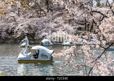 Tokio, Japan. Der 1. April 2019. Kirschblüten in voller Blüte im Inokashira Park. Besucher genießen Hanami (Kirschblüten) von Booten. Hier ist für die japanischen Top 100 Cherry Blossom anzeigen Standorte ausgewählt. Quelle: Welt Discovery/Alamy leben Nachrichten Stockfoto