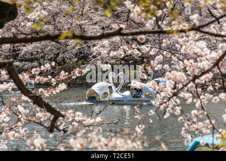 Tokio, Japan. Der 1. April 2019. Kirschblüten in voller Blüte im Inokashira Park. Besucher genießen Hanami (Kirschblüten) von Booten. Hier ist für die japanischen Top 100 Cherry Blossom anzeigen Standorte ausgewählt. Quelle: Welt Discovery/Alamy leben Nachrichten Stockfoto