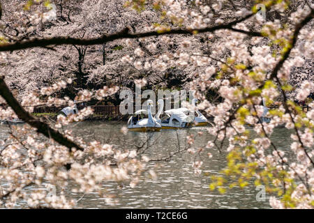 Tokio, Japan. Der 1. April 2019. Kirschblüten in voller Blüte im Inokashira Park. Besucher genießen Hanami (Kirschblüten) von Booten. Hier ist für die japanischen Top 100 Cherry Blossom anzeigen Standorte ausgewählt. Quelle: Welt Discovery/Alamy leben Nachrichten Stockfoto