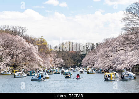 Tokio, Japan. Der 1. April 2019. Kirschblüten in voller Blüte im Inokashira Park. Besucher genießen Hanami (Kirschblüten) von Booten. Hier ist für die japanischen Top 100 Cherry Blossom anzeigen Standorte ausgewählt. Quelle: Welt Discovery/Alamy leben Nachrichten Stockfoto