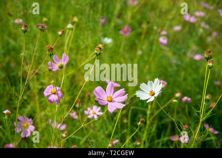 Johannesburg, Südafrika. 1 Apr, 2019. Regen Wolken rollen in mehr als einem Feld von Cosmos Blumen im Delta Park. Cosmos blühen hier im März, im Herbst beginnt, sowie im November. Credit: Eva-Lotta Jansson/Alamy leben Nachrichten Stockfoto