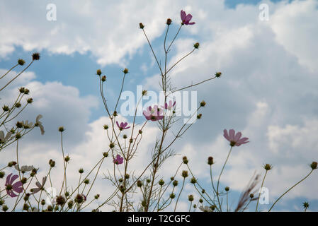 Johannesburg, Südafrika. 1 Apr, 2019. Regen Wolken rollen in mehr als einem Feld von Cosmos Blumen im Delta Park. Cosmos blühen hier im März, im Herbst beginnt, sowie im November. Credit: Eva-Lotta Jansson/Alamy leben Nachrichten Stockfoto