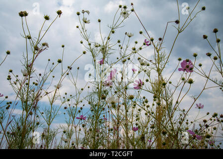 Johannesburg, Südafrika. 1 Apr, 2019. Regen Wolken rollen in mehr als einem Feld von Cosmos Blumen im Delta Park. Cosmos blühen hier im März, im Herbst beginnt, sowie im November. Credit: Eva-Lotta Jansson/Alamy leben Nachrichten Stockfoto