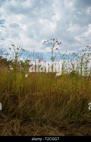 Johannesburg, Südafrika. 1 Apr, 2019. Regen Wolken rollen in mehr als einem Feld von Cosmos Blumen im Delta Park. Cosmos blühen hier im März, im Herbst beginnt, sowie im November. Credit: Eva-Lotta Jansson/Alamy leben Nachrichten Stockfoto