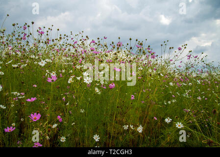 Johannesburg, Südafrika. 1 Apr, 2019. Regen Wolken rollen in mehr als einem Feld von Cosmos Blumen im Delta Park. Cosmos blühen hier im März, im Herbst beginnt, sowie im November. Credit: Eva-Lotta Jansson/Alamy leben Nachrichten Stockfoto