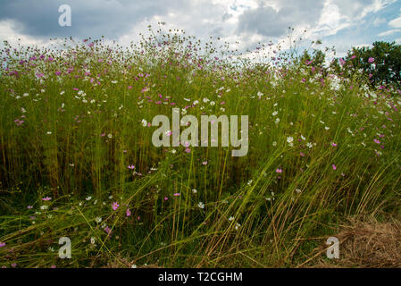 Johannesburg, Südafrika. 1 Apr, 2019. Regen Wolken rollen in mehr als einem Feld von Cosmos Blumen im Delta Park. Cosmos blühen hier im März, im Herbst beginnt, sowie im November. Credit: Eva-Lotta Jansson/Alamy leben Nachrichten Stockfoto