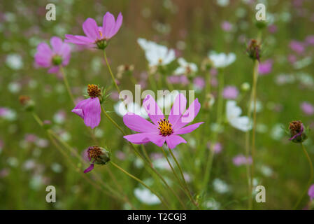 Johannesburg, Südafrika. 1 Apr, 2019. Regen Wolken rollen in mehr als einem Feld von Cosmos Blumen im Delta Park. Cosmos blühen hier im März, im Herbst beginnt, sowie im November. Credit: Eva-Lotta Jansson/Alamy leben Nachrichten Stockfoto