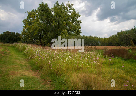 Johannesburg, Südafrika. 1 Apr, 2019. Regen Wolken rollen in mehr als einem Feld von Cosmos Blumen im Delta Park. Cosmos blühen hier im März, im Herbst beginnt, sowie im November. Credit: Eva-Lotta Jansson/Alamy leben Nachrichten Stockfoto